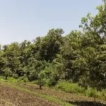 موسم حصاد المانجو في أسوان: أجواء وتطورات