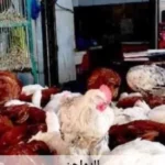 استقرار أسعار الدواجن في أسوان اليوم
