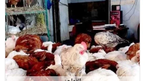 استقرار أسعار الدواجن في أسوان اليوم