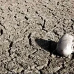 أسباب انقراض الكائنات الحية في “الموت العظيم”