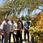 مشروع زراعي واعد في الوادي الجديد