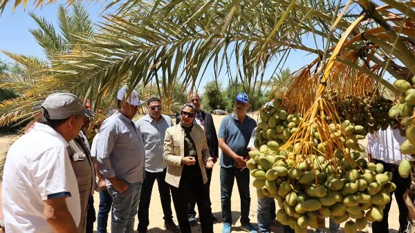 مشروع زراعي واعد في الوادي الجديد