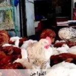 استقرار أسعار الدواجن في أسوان اليوم 15 يوليو 2026