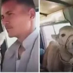 مواطن مصري ينقل جاموسة صغيرة داخل ميكروباص