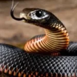 علامات الثعابين السامة وغير السامة