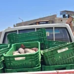 إعدام 425 كيلو من الأسماك الفاسدة في أسيوط