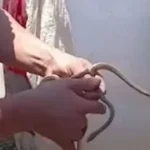 مواجهة خطر الثعابين في الفرافرة بالشرقية