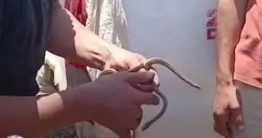 مواجهة خطر الثعابين في الفرافرة بالشرقية