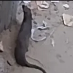 حيوانات غامضة تثير الجدل في الفيوم