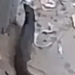 الشرح حول النمس المصري في الفيوم