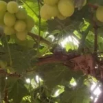 العنب في المنيا: ثروة زراعية تفتح آفاق الاستثمار