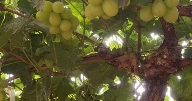 العنب في المنيا: ثروة زراعية تفتح آفاق الاستثمار