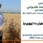 انتظام توريد القمح في المنيا: 536 ألف طن مستلمة