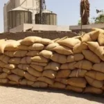 استلام 91 ألف طن قمح بالإسكندرية حتى الآن
