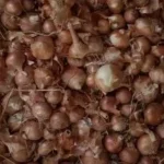 إنتاج تاريخي لموسم البصل في المنوفية