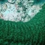 خيار البحر.. كنز بحري مهدد بالانقراض