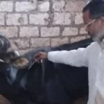 عقوبات مزاولة مهنة الطب البيطري بالمخالفة للقانون