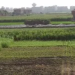 أمثال شعبية مع اقتراب شهر أبيب