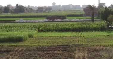 أمثال شعبية مع اقتراب شهر أبيب