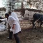 دعم حكومي للثروة الحيوانية بـ 500 مليون جنيه