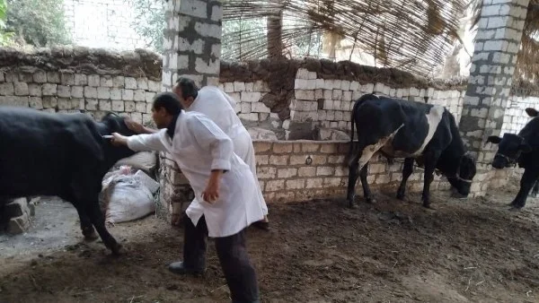دعم حكومي للثروة الحيوانية بـ 500 مليون جنيه