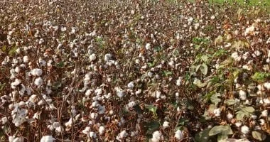 زراعة 31777 فدان من القطن في محافظة الشرقية