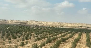 حالة الطقس في شمال سيناء: أجواء معتدلة واستقرار