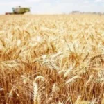 استلام 412 ألف طن قمح في البحيرة