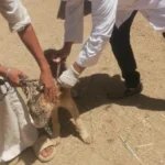 حصاد مديرية الطب البيطري بالأقصر 2025/2026