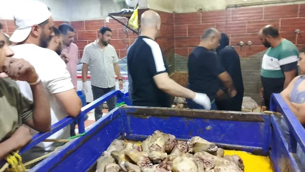 حملة تموينية في مطروح تضبط 120 رأس أغنام غير صالحة