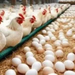أسعار الفراخ والبيض اليوم الإثنين 6 يوليو