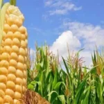 موجة الحر تؤثر على أسعار الذرة عالمياً