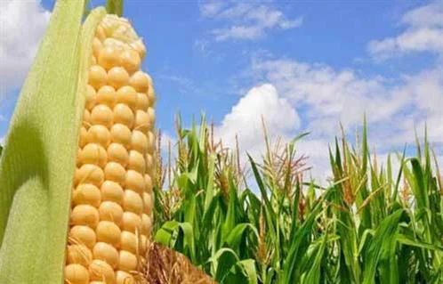 موجة الحر تؤثر على أسعار الذرة عالمياً