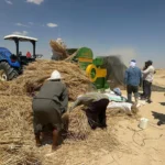 أصناف جديدة من الشعير والخضر لتعزيز الأمن الغذائي