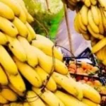ضبط طن من الكوكايين في شحنة موز بالإكوادور