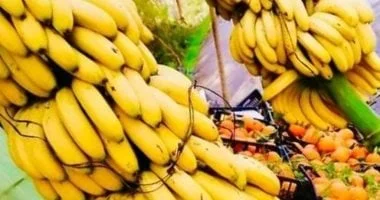 ضبط طن من الكوكايين في شحنة موز بالإكوادور