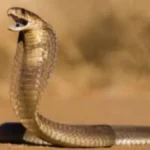 تحذيرات من انتشار الثعابين السامة في فصل الصيف