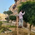 بورسعيد تعزز المساحات الخضراء بمبادرة 100 مليون شجرة