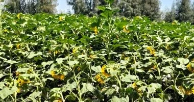 زراعة عباد الشمس في الشرقية: خطوات هامة لنجاح المحصول