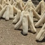 حصاد محصول اللوف في غيطان الشرقية
