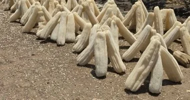 حصاد محصول اللوف في غيطان الشرقية
