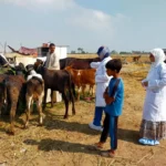 جهود وزارة الزراعة لحماية الثروة الحيوانية