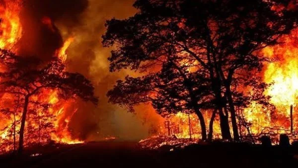 اجتماع طارئ في فرنسا لبحث أزمة حرائق الغابات