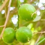 حصاد الليمون في قرية الكوبانية بأسوان