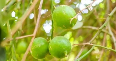 حصاد الليمون في قرية الكوبانية بأسوان