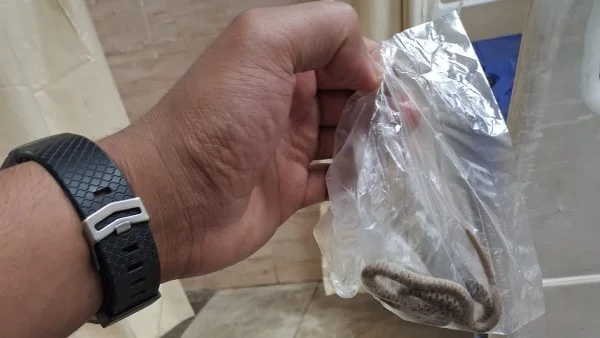 شاب يحمل ثعبانًا لدغة إلى مستشفى نجع حمادى
