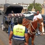 محافظ الأقصر يعزز حملة ضبط عربات الحنطور